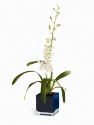 Irresistible Orchid Planter